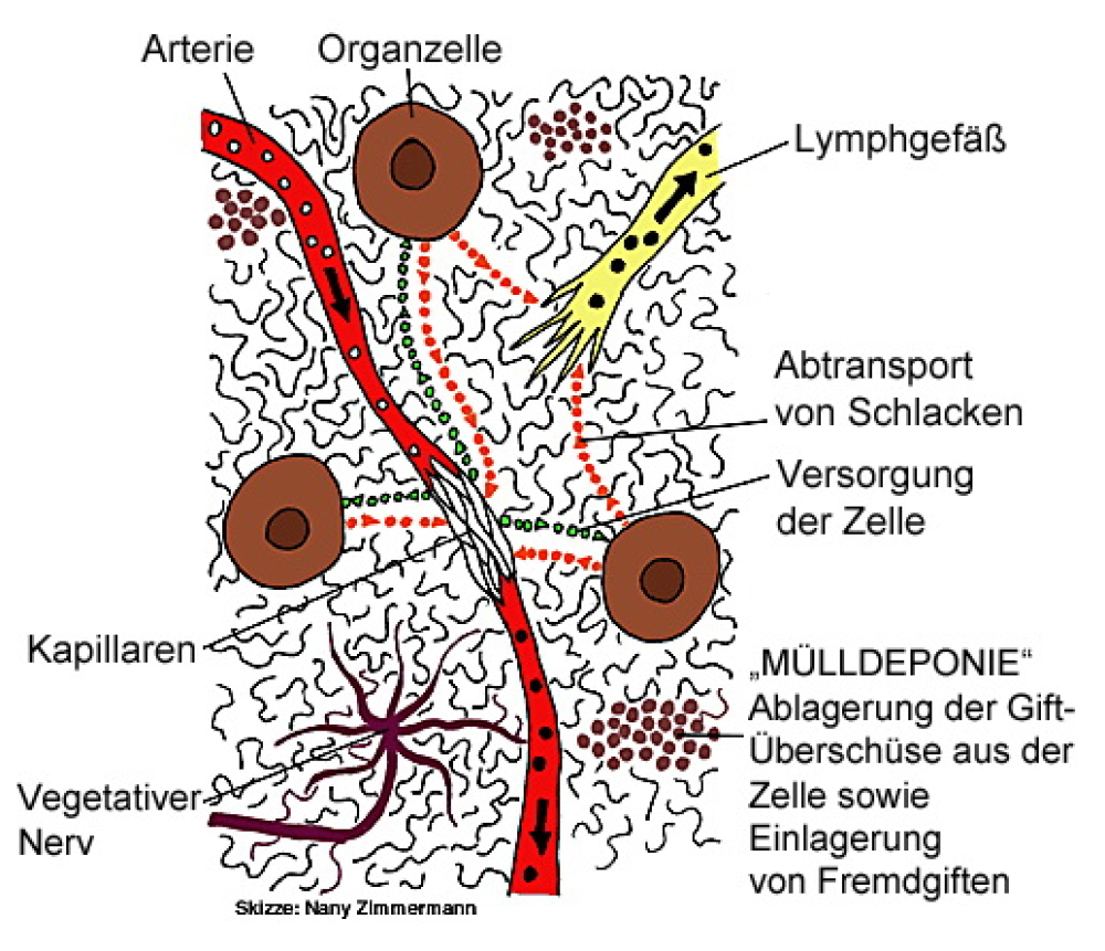 Darstellung des Zwischenzellgewebes
