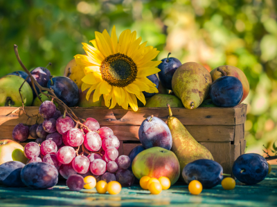 Leben im Rhythmus der Natur. Spätsommer – Erde Zeit – Stoffwechselzeit