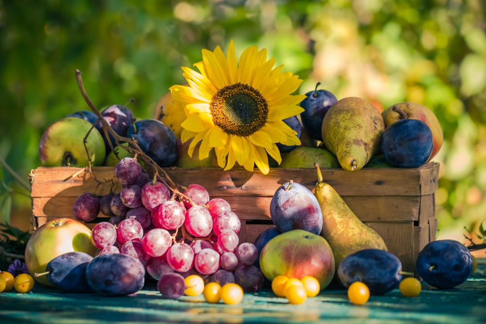 Leben im Rhythmus der Natur. Spätsommer – Erde Zeit – Stoffwechselzeit